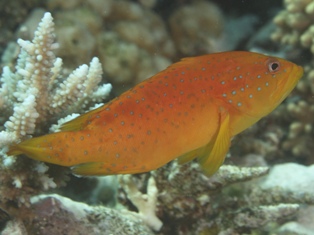 cephalopholis miniata juvenile